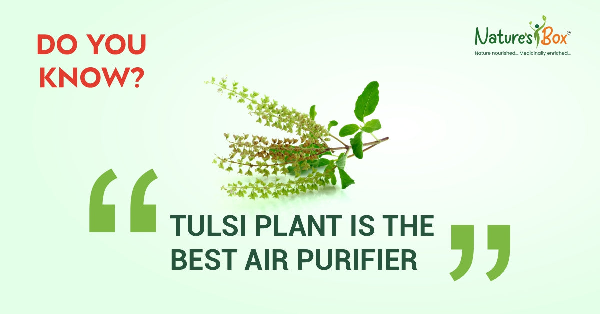 BEST PLANT FOR HEALTHY AIR