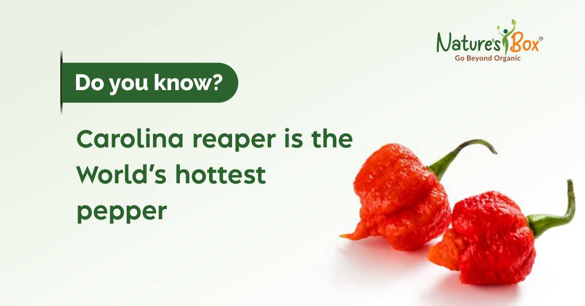 The hottest chilli ever known