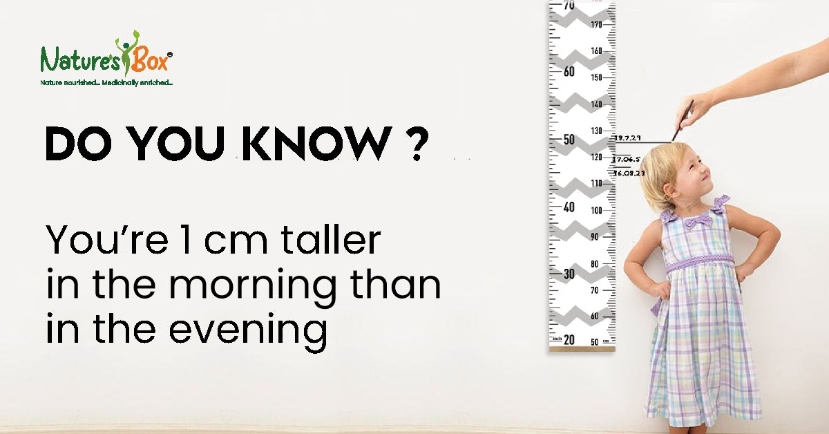 HEIGHT INCREASES IN THE MORNING