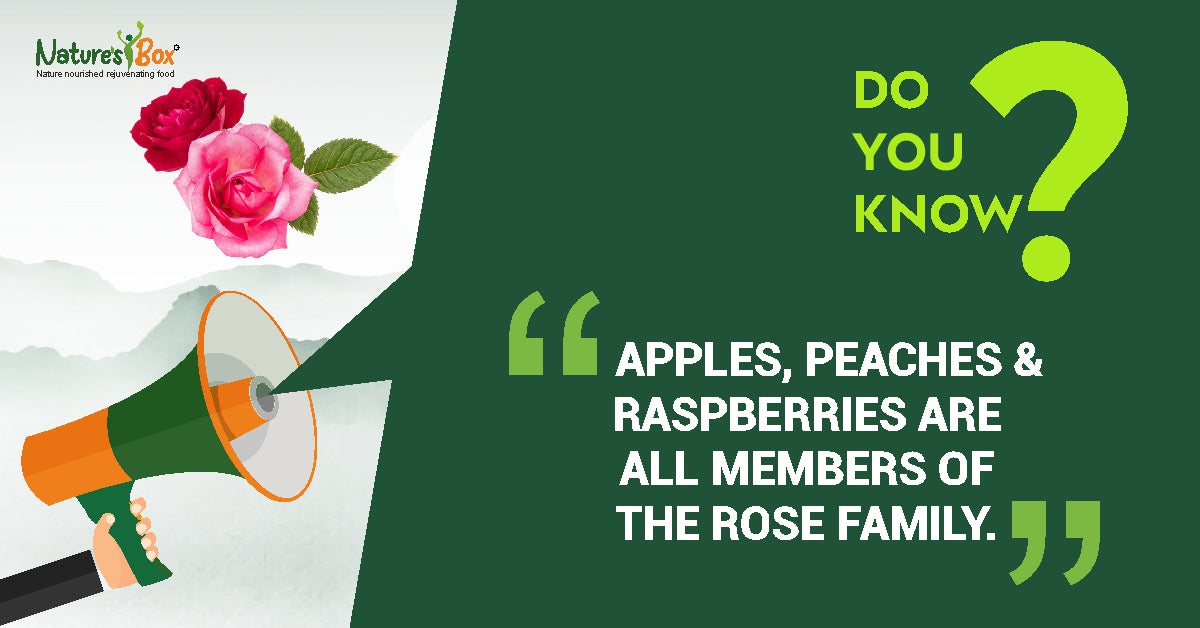 FRUITS OF THE ROSE FAMILY