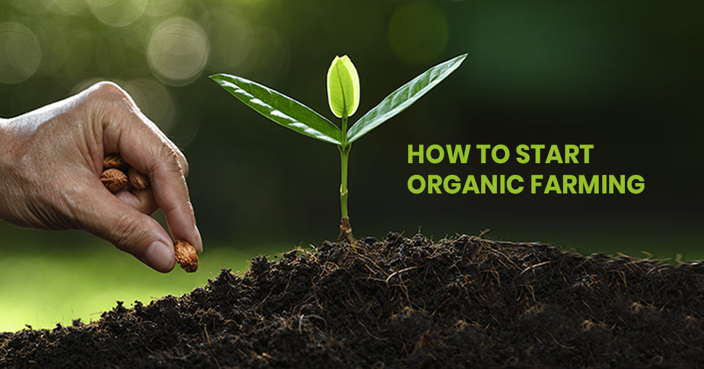 8 POINTS TO REMEMBER IN ORGANIC FARMING