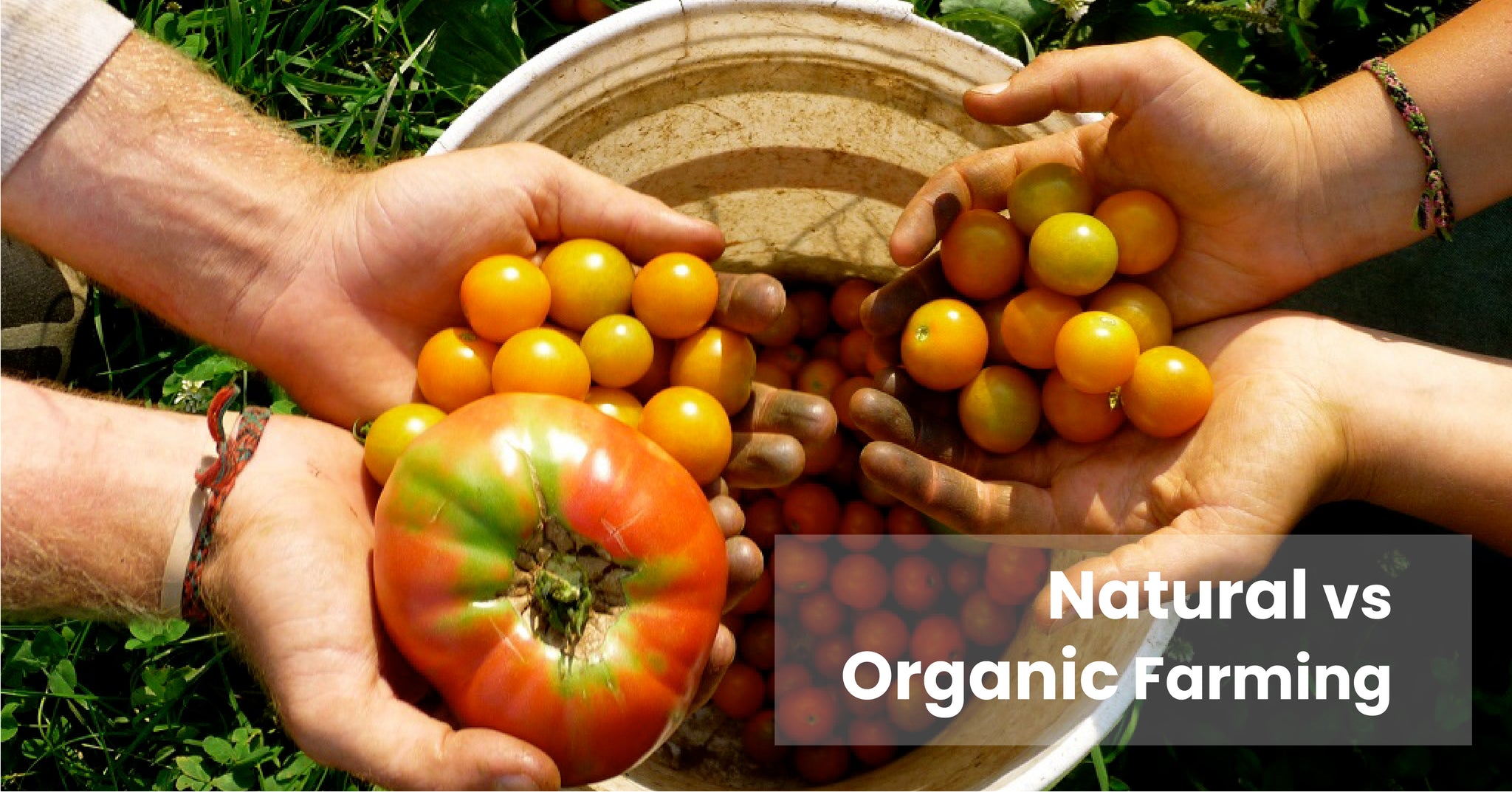 Differences Between Organic And Natural Farming