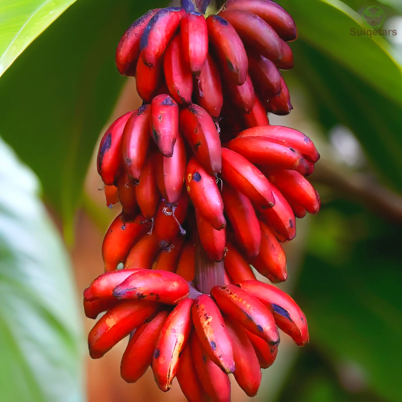 Red Java Banana Red Banana